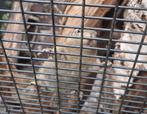 Tamiops Swinhoei te koop/ruilen, Dieren en Toebehoren, Knaagdieren, Maart, Vrouwelijk