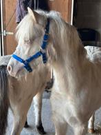 Twee Welsh A hengstjes valk en cremello, Hengst, Niet van toepassing, A pony (tot 1.17m), 0 tot 2 jaar