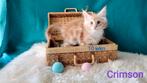 Maine Coon, Kater, Gechipt