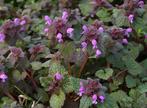 Uit de biologische moestuin: Paarse dovenetel, plantjes., Bodembedekkers, Vaste plant, Ophalen of Verzenden, Halfschaduw