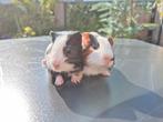 Twee cavia heertjes, Dieren en Toebehoren, Knaagdieren, September, Mannelijk, Cavia