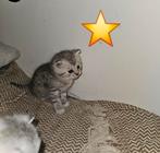 Schattige kittens, Dieren en Toebehoren, Katten en Kittens | Raskatten | Langhaar, Meerdere dieren, Ontwormd