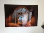 Glas schilderij van een Orang-oetan, Ophalen, Minder dan 50 cm, Oorspronkelijke maker, Minder dan 50 cm