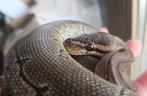 Pinstripe python regius female, Slang, Tam, 3 tot 6 jaar