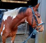 Hele nuchtere leuke brave ruin!!, Dieren en Toebehoren, Pony's, Ruin, 3 tot 6 jaar, Recreatiepony, Gechipt