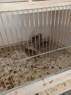 Europese kwartels, Meerdere dieren, Wildzangvogel, Geringd