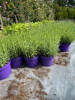 Bloeiende lavendel hidcote in5literpot paars/wit €2, Tuin en Terras, Planten | Struiken en Hagen, Ophalen, Overige soorten, Minder dan 100 cm