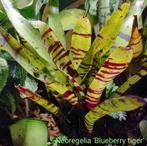 Vele soorten Bromelia's uit eigen import, prachtige soorten, Huis en Inrichting, Kamerplanten, Ophalen of Verzenden, In pot, Halfschaduw