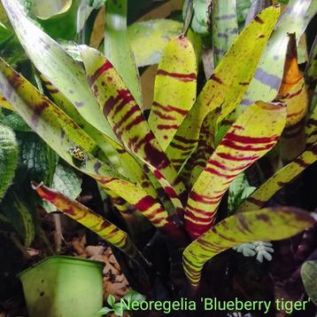 Vele soorten Bromelia's uit eigen import, prachtige soorten beschikbaar voor biedingen
