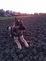 Te koop aangeboden: Lieve Duitse herder – Snuffie, 1 tot 2 jaar, Teef, Eén hond, Herder