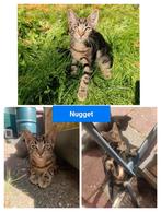 Super gezellige Maine Coon X kitten - Nog 1 katertje bsb, Dieren en Toebehoren, Katten en Kittens | Raskatten | Korthaar, Meerdere dieren