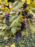 Blauwe druiven gratis plukken, Tuin en Terras, Planten | Tuinplanten, Ophalen of Verzenden, Fruitplanten, Volle zon