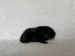 Zwart gladhaar cavia beertje, Dieren en Toebehoren, Juni, Mannelijk, Cavia