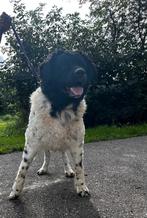 wetterhoun reu met stamboom  koop, Rabiës (hondsdolheid), Eén hond, 3 tot 5 jaar, Nederland