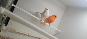 2x kanarie man beschikbaar voor biedingen