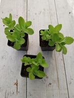 Sedum, hemelsleutel., Tuin en Terras, Planten | Tuinplanten, Ophalen, Zomer, Bodembedekkers, Volle zon