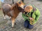 Mini Appaloosa merrie van 2 jaar., Dieren en Toebehoren, Niet van toepassing, 0 tot 2 jaar, A pony (tot 1.17m), Merrie