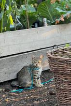 Lieve kitten (poes) 6 maand europese korthaar, Dieren en Toebehoren, Katten en Kittens | Overige Katten, Poes