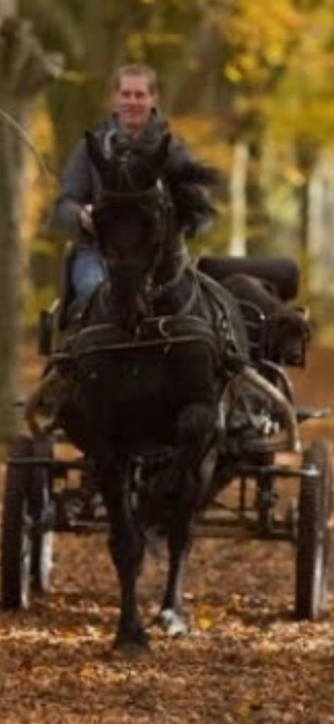 Tuigage Fries Paard, Hobby en Vrije tijd, Overige Hobby en Vrije tijd, Zo goed als nieuw, Ophalen