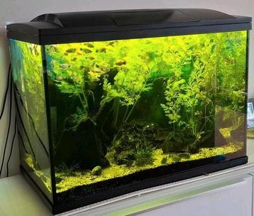 Superfisch aquarium incl. vissen, pomp verwarmingselement  beschikbaar voor biedingen