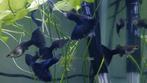 blue moscow guppy, Vis, Zoetwatervis