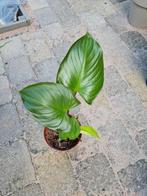 Homalomena plant, kamerplant, Ophalen of Verzenden, Overige soorten, Minder dan 100 cm