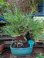 Pinus Thunbergii bonsai, Tuin en Terras, Planten | Bomen, Bloeit niet, Halfschaduw, Minder dan 100 cm, Overige soorten