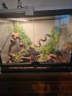 Terrarium, Dieren en Toebehoren, Reptielen en Amfibieën | Toebehoren, Ophalen, Gebruikt, Terrarium of Paludarium