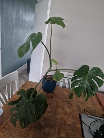Gatenplant - Monstera Deliciosa beschikbaar voor biedingen