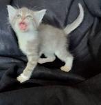 Zachtaardig, knuffelgek, speels half Maine Coon kater kitten, Dieren en Toebehoren, Katten en Kittens | Overige Katten, Poes