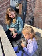 Boerderij kittens alleen samen te koop, Dieren en Toebehoren, Katten en Kittens | Overige Katten, Meerdere dieren, Kortharig, 0 tot 2 jaar