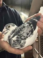 BESTE POSTDUIF, Mannelijk, Postduif