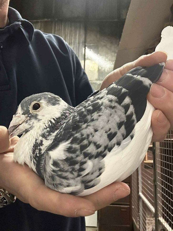 BESTE POSTDUIF, Dieren en Toebehoren, Vogels | Duiven, Postduif, Mannelijk
