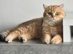 Britse korthaar kater, Dieren en Toebehoren, Katten en Kittens | Raskatten | Korthaar, Kater, 0 tot 2 jaar