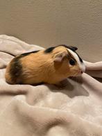 Snoepie, beertje, Dieren en Toebehoren, Knaagdieren, Cavia, Mannelijk, Tam, September