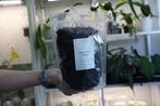 Tree fern fiber 4L, Huis en Inrichting, Kamerplanten, Ophalen of Verzenden, Overige soorten, Minder dan 100 cm