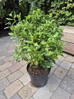 Viburnum tinus struiken 60-80 cm, Ophalen of Verzenden, Overige soorten, Struik, Minder dan 100 cm
