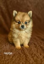 Super mooie gezonde pomeriaan kruising cq dwergkees pups, Dieren en Toebehoren, Keeshond, 8 tot 15 weken, CDV (hondenziekte), Meerdere