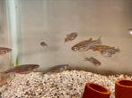 Zebra danio maat L, Dieren en Toebehoren, Vissen | Aquaria en Toebehoren, Plant(en), Steen of Hout, Ophalen of Verzenden, Zo goed als nieuw