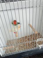 Koppel papegaai amedine, Meerdere dieren