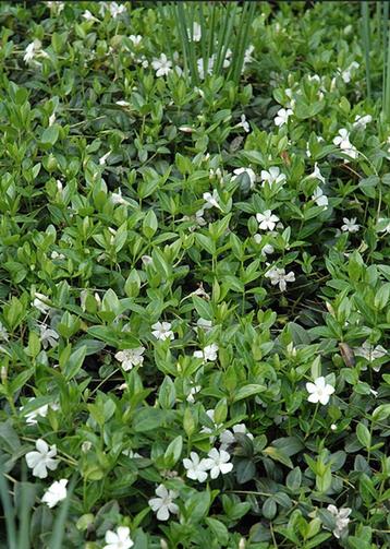 Vinca Minor Alba | Maagdenpalm | Chemievrij | P9 beschikbaar voor biedingen