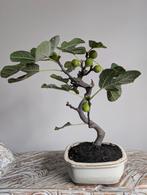 Ficus Carica Vijg Bonsai, Bloeit niet, Halfschaduw, Minder dan 100 cm, Overige soorten