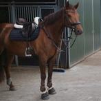 Prachtig bruin PS of Sweden borsttuig, full, ZGAN, Dieren en Toebehoren, Paarden en Pony's | Hoofdstellen en Tuigage, Ophalen of Verzenden