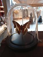 Prachtige vlinder in stolp hoogte 14 cm, Huis en Inrichting, F, G, Ophalen of Verzenden, Zo goed als nieuw