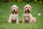 Engelse Cocker Spaniël pups te koop, Rabiës (hondsdolheid), 15 weken tot 1 jaar, Reu, Buitenland