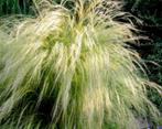 Stipa tenuissima Thinny, Ophalen of Verzenden, Voorjaar, Volle zon, Zaad