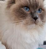 Dekkater ragdoll( niet te koop), Dieren en Toebehoren, Katten en Kittens | Raskatten | Langhaar, Kater, Met stamboom