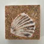 Mini-schilderijtje schelp, Antiek en Kunst, Ophalen of Verzenden