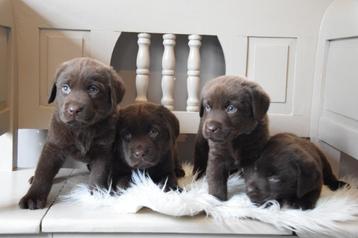 Chocolade bruine Labrador pups met stamboom