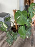 grote monstera variegata plant, Ophalen, Overige soorten, Minder dan 100 cm